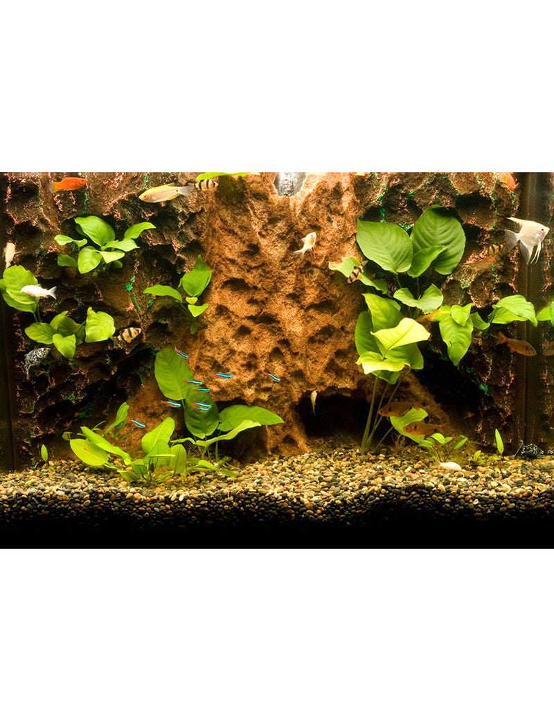 T-Rex Aquarium Decor - Tree Trunk Tropics Background - 10 Gallon