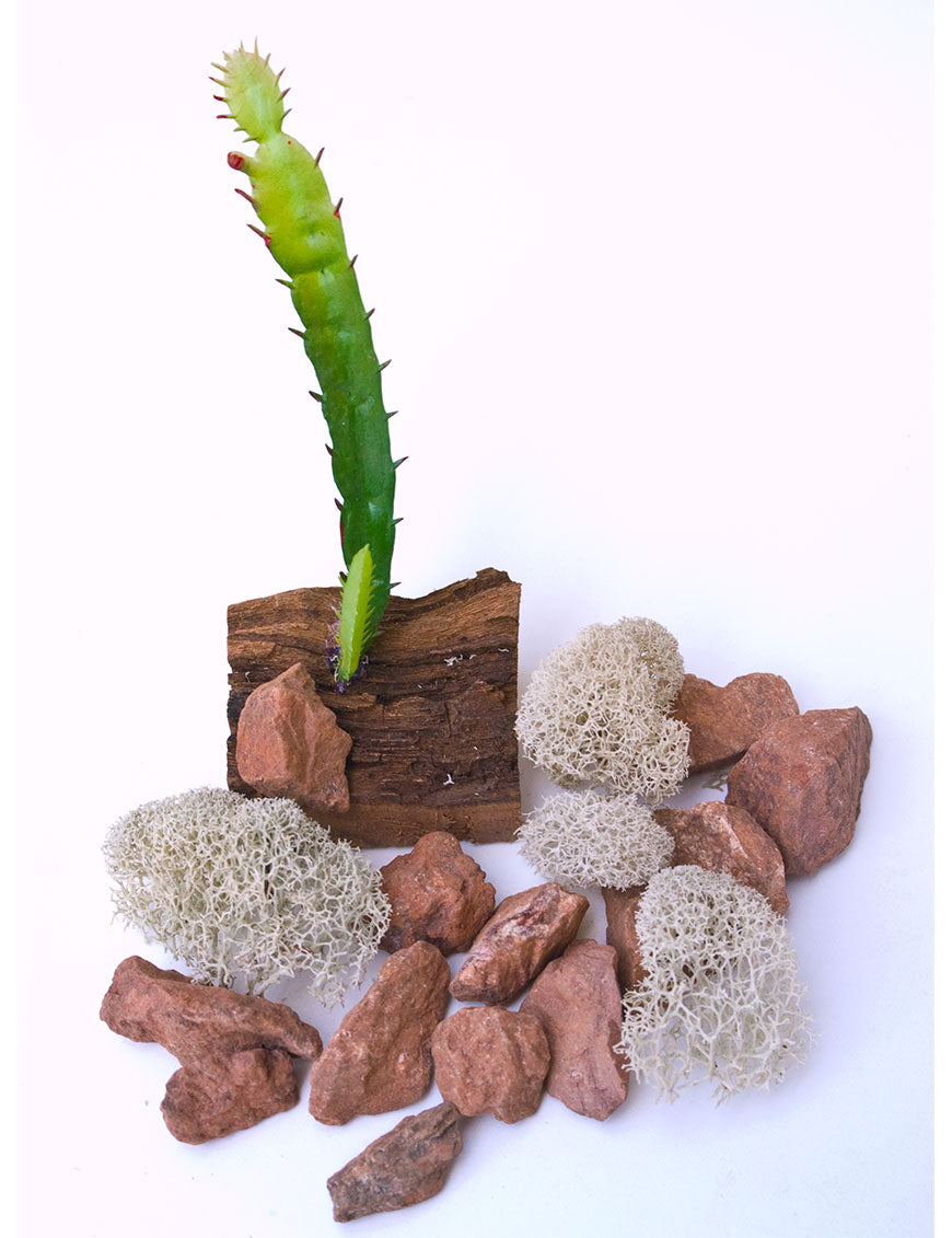desert plants snake terrarium T-Rex Reptile Terrarium Decor Pack
