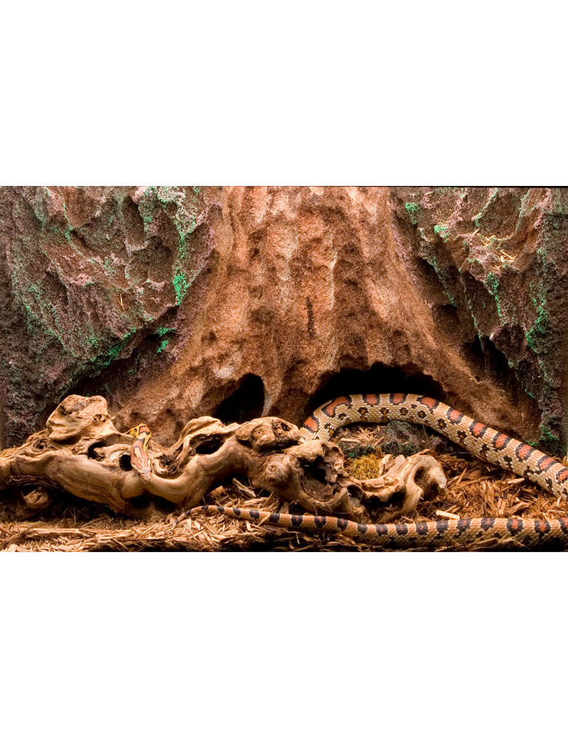 T-Rex Reptile Terrarium Decor -  Tree Trunk Tropics Background - 10 Gallon